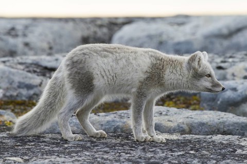 Arctic fox