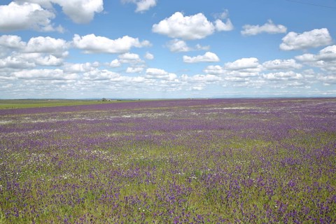 Landscape with purple and white flower meadow with purple viper's-bugloss
