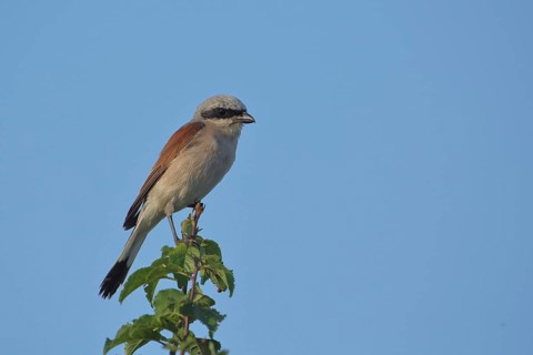 Male Red-backed Shrike