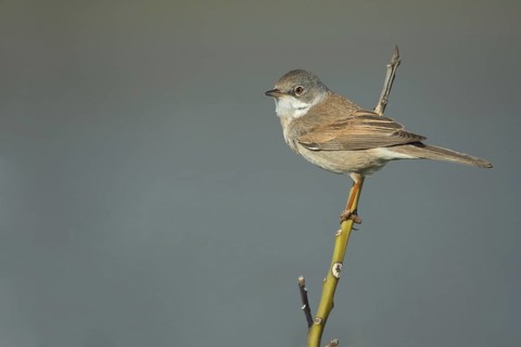 Common whitethroat