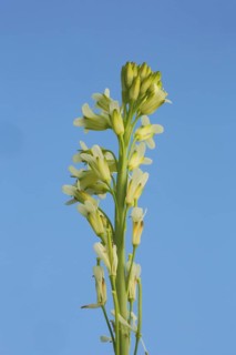 Towercress