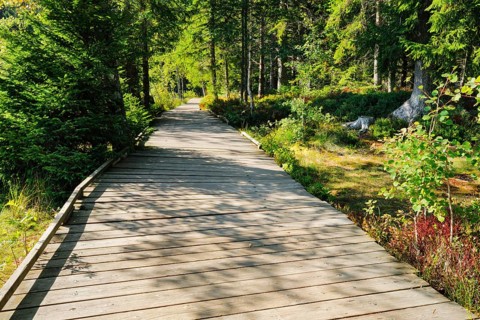 Wooden path in the forest along the Etang de la Gruere mire lake in the canton of Jura
