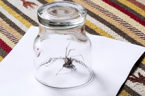 Animal-friendly way to remove giant house spider on carpet in bedroom by trapping in glass and sliding paper underneath before releasing outdoors