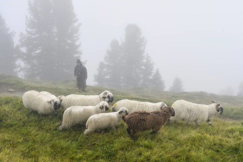 A shepherd with a flock of Valais black-nosed domestic sheep