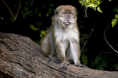 The Crab-eating Macaque