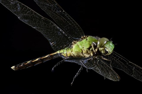 Green Clearwing Dragonfly