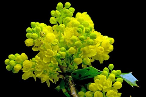 Oregon-grape