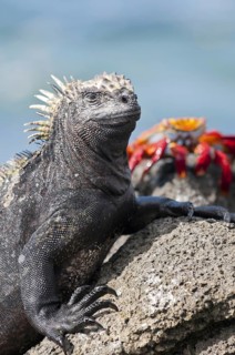 Marine iguana