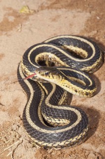 Eastern garter snake