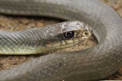 Blue racer