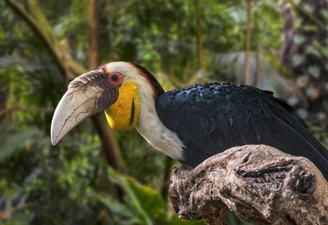 Wreathed hornbill