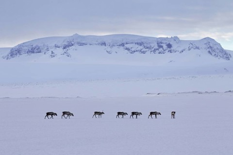 Reindeer