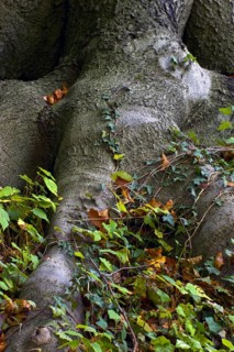 Beech forest in Knoops Park