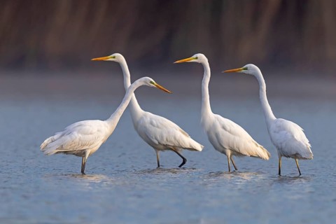Great egret
