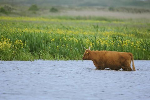 Scottish aurochs