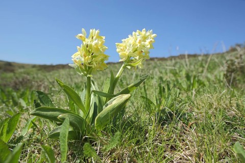 Provence orchid