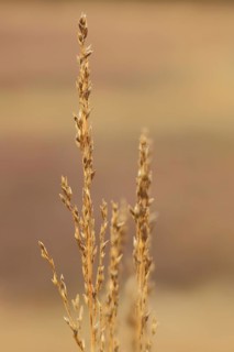 Purple moor grass