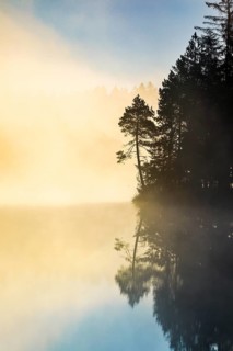 Pine and forest silhouette at sunrise backlit with fog over the bog lake Etang de la Gruere in the canton of Jura