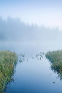 Atmospheric dawn with wafts of mist over the mirror-smooth moorland lake Etang de la Gruere in the canton of Jura