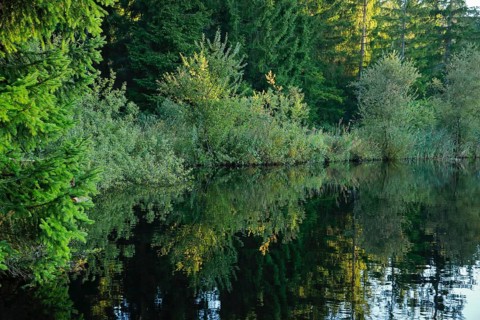 Forest along the shore of the Etang de la Gruere reflected in the still waters of the moor lake