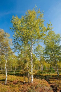Large birch trees in early autumn with sunshine and blue sky