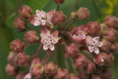 Common milkweed