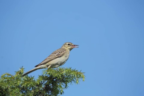 Tawny Pipit