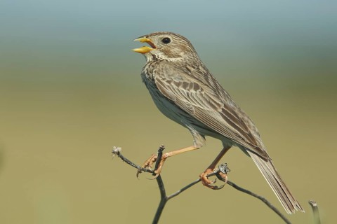 Corn Bunting