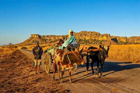 Ox cart