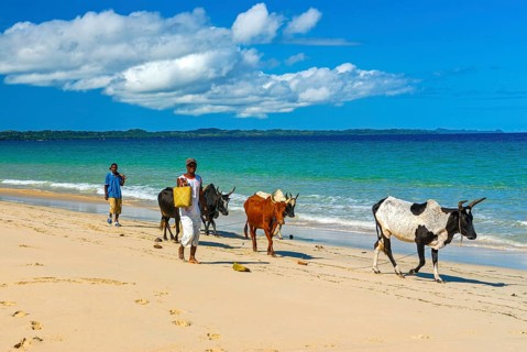 Cow herd walking on a long white sand beach in the north of the island Ile Sainte-Marie although Nosy Boraha