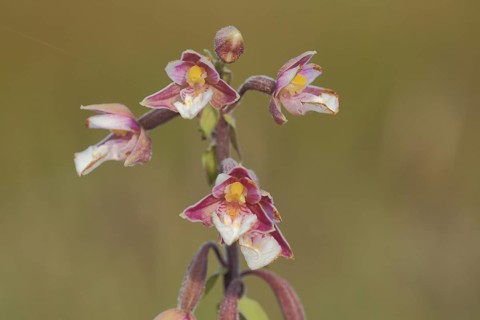 Marsh helleborine