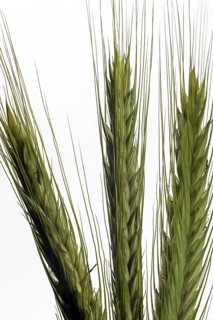 Rye