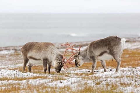 Two Svalbard reindeer
