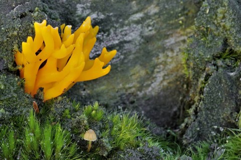 Yellow stagshorn