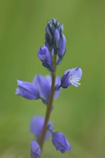 Spike of bitter crucifer with flowers