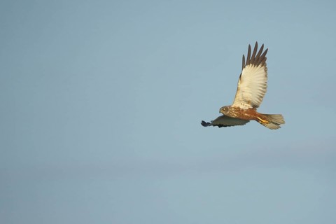 Male western marsh-harrier