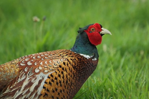 Pheasant