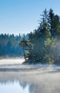 Pines and spruces line the shore of the mirror-smooth Etang de la Gruere moorland lake covered in mist in the canton of Jura
