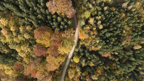 Aerial view of an autumn coloured mixed forest near Augsburg