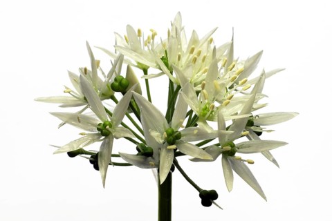 Ramsons
