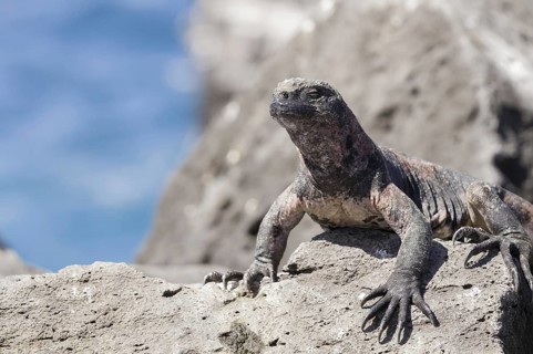 Marine iguana