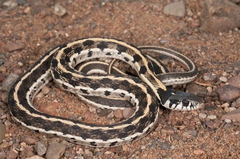 Black-necked garter snake