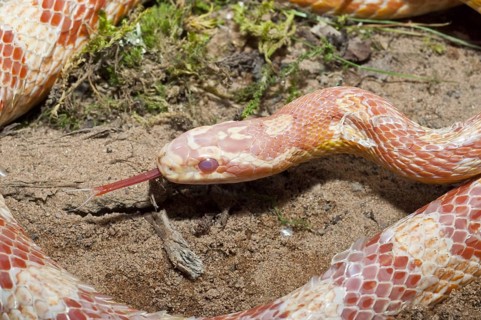 Female corn snake