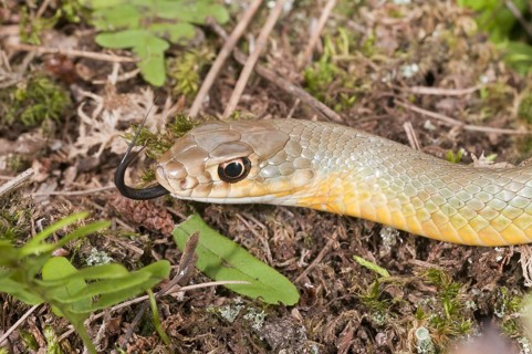 Western yellow-bellied racer