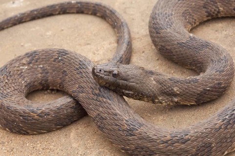 Brown water snake