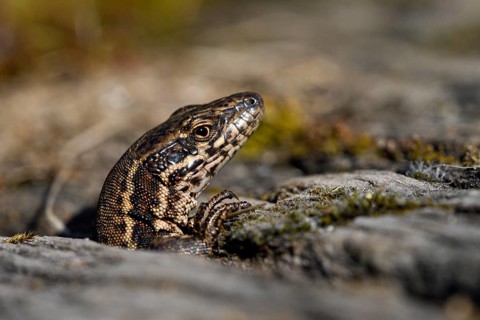Common wall lizard