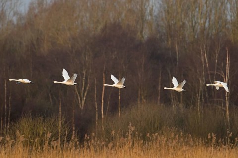 Migrating flock of tundra swans