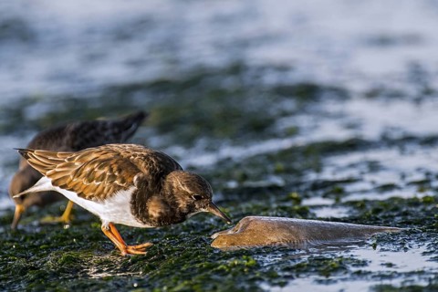 Ruddy turnstone