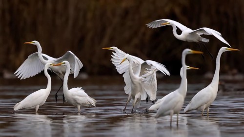 Great egret