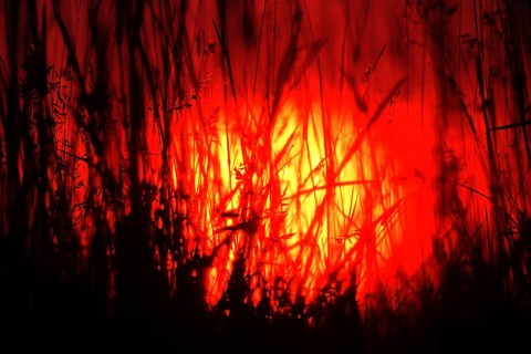 Silhouette of blades of grass during sunrise